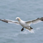 Gannet, Bempton Cliffs, UK