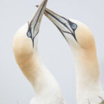 Gannet, Bempton Cliffs, UK