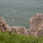 Bempton Cliffs, UK
