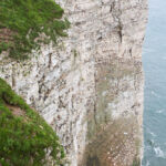 Bempton Cliffs, UK
