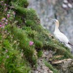 Gannet, Bempton Cliffs, UK