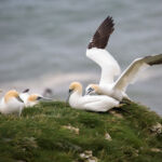 Gannet, Bempton Cliffs, UK