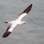 Gannet, Bempton Cliffs, UK