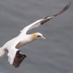 Gannet, Bempton Cliffs, UK