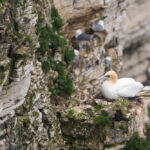 Gannet, Bempton Cliffs, UK