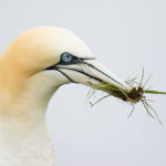 Gannet, Bempton Cliffs, UK