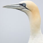 Gannet, Bempton Cliffs, UK