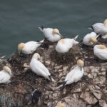 Gannet, Bempton Cliffs, UK