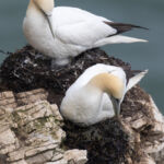 Gannet, Bempton Cliffs, UK