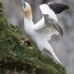 Gannet, Bempton Cliffs, UK