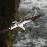Gannet, Bempton Cliffs, UK