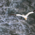 Gannet, Bempton Cliffs, UK
