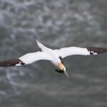 Gannet, Bempton Cliffs, UK