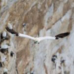 Gannet, Bempton Cliffs, UK