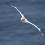 Gannet, Bempton Cliffs, UK