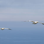 Gannet, Bempton Cliffs, UK