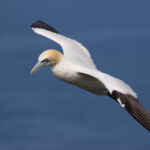 Gannet, Bempton Cliffs, UK