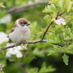 Tree Sparrow, Bempton Cliffs, UK