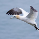 Gannet, Bempton Cliffs, UK
