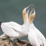 Gannet, Bempton Cliffs, UK