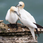 Gannet, Bempton Cliffs, UK