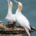Gannet, Bempton Cliffs, UK