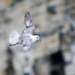 Fulmar, Bempton Cliffs, UK