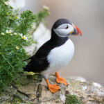 Puffin on Cliff, Bempton Cliffs, UK