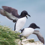 Razorbill, Bempton Cliffs, UK