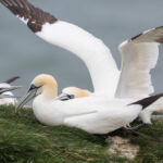 Gannet, Bempton Cliffs, UK