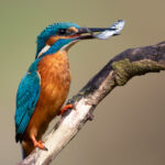 Male common kingfisher with fish , UK
