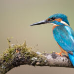 Male common kingfisher, UK