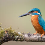 Male common kingfisher, UK