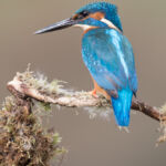 Male common kingfisher, UK
