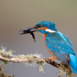 Male common kingfisher with fish , UK