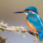 Male common kingfisher, UK