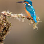 Male common kingfisher, UK