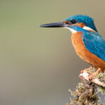 Male common kingfisher, UK