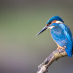 Male common kingfisher, UK
