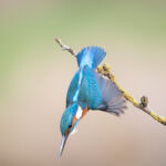 Diving male common kingfisher, UK