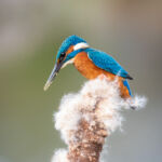 Male common kingfisher, UK