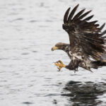 White tailed sea eagle juvenile - Syke, UK