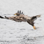 White tailed sea eagle juvenile - Syke, UK