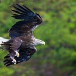 White tailed sea eagle - Syke, UK