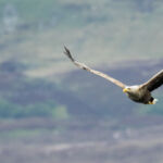 White tailed sea eagle - Syke, UK