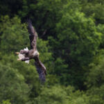 White tailed sea eagle - Syke, UK