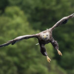 White tailed sea eagle - Syke, UK