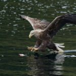 White tailed sea eagle - Syke, UK