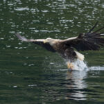 White tailed sea eagle - Syke, UK
