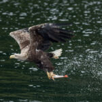 White tailed sea eagle - Syke, UK